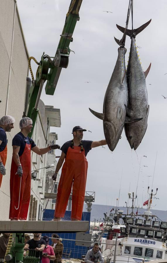 Primera &#039;levantá&#039; del atún en Barbate