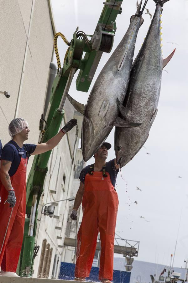 Primera &#039;levantá&#039; del atún en Barbate