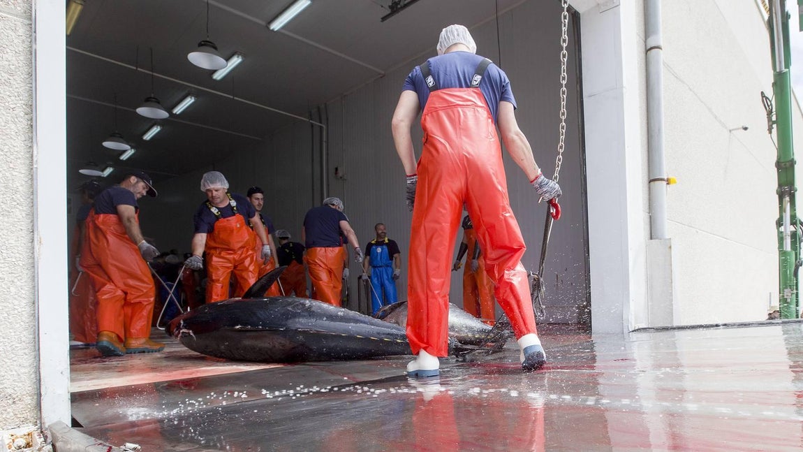 Primera &#039;levantá&#039; del atún en Barbate