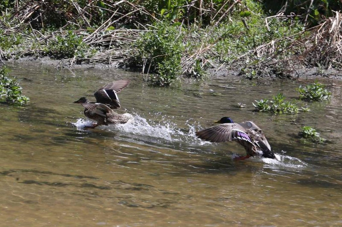 10. Una pareja de patos azulones levantando el vuelo