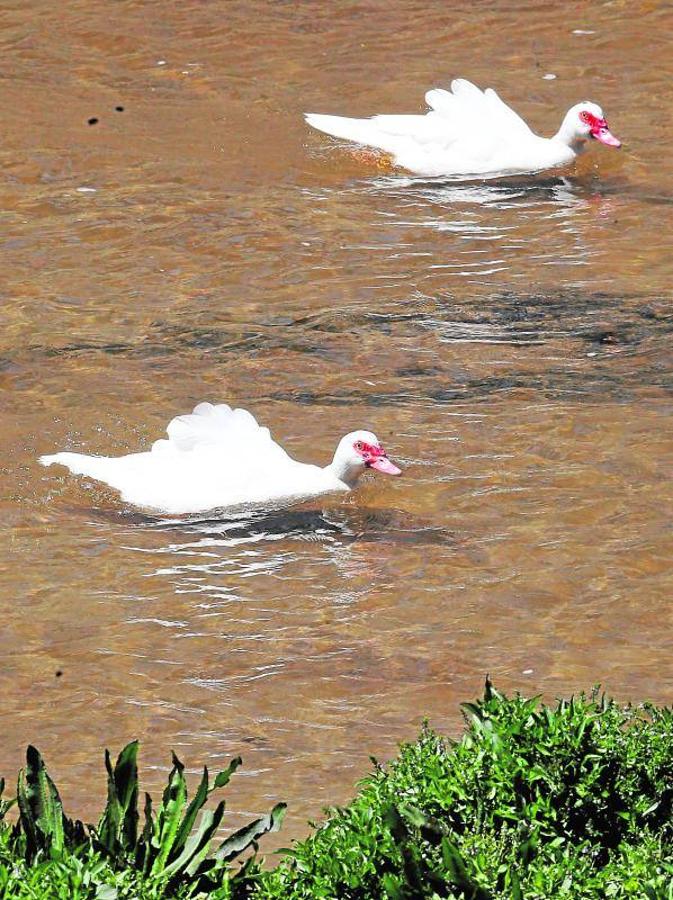 4. Las  aves son, mayoritariamente, los nuevos habitantes del renovado Manzanares. En la imagen, una anátida