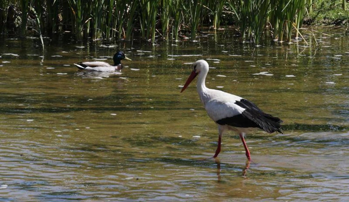 5. Una cigüeña blanca y un ánade real el pasado miércoles, a la altura del Puente de Toledo