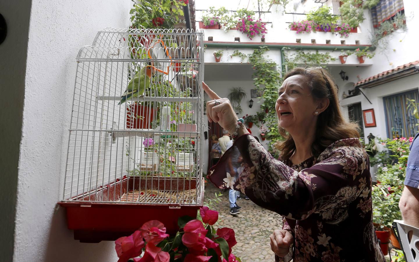 En imágenes, los patios de San Lorenzo en Córdoba