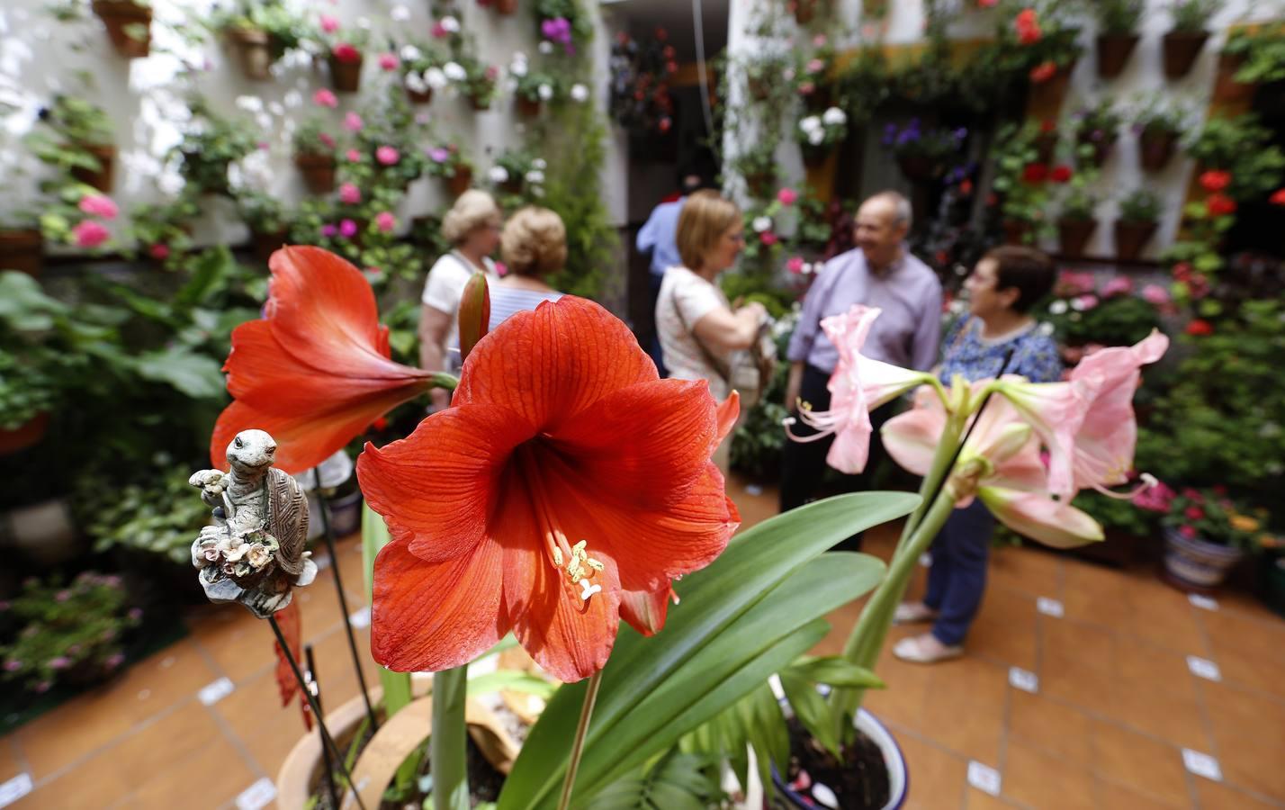 En imágenes, los patios de San Lorenzo en Córdoba