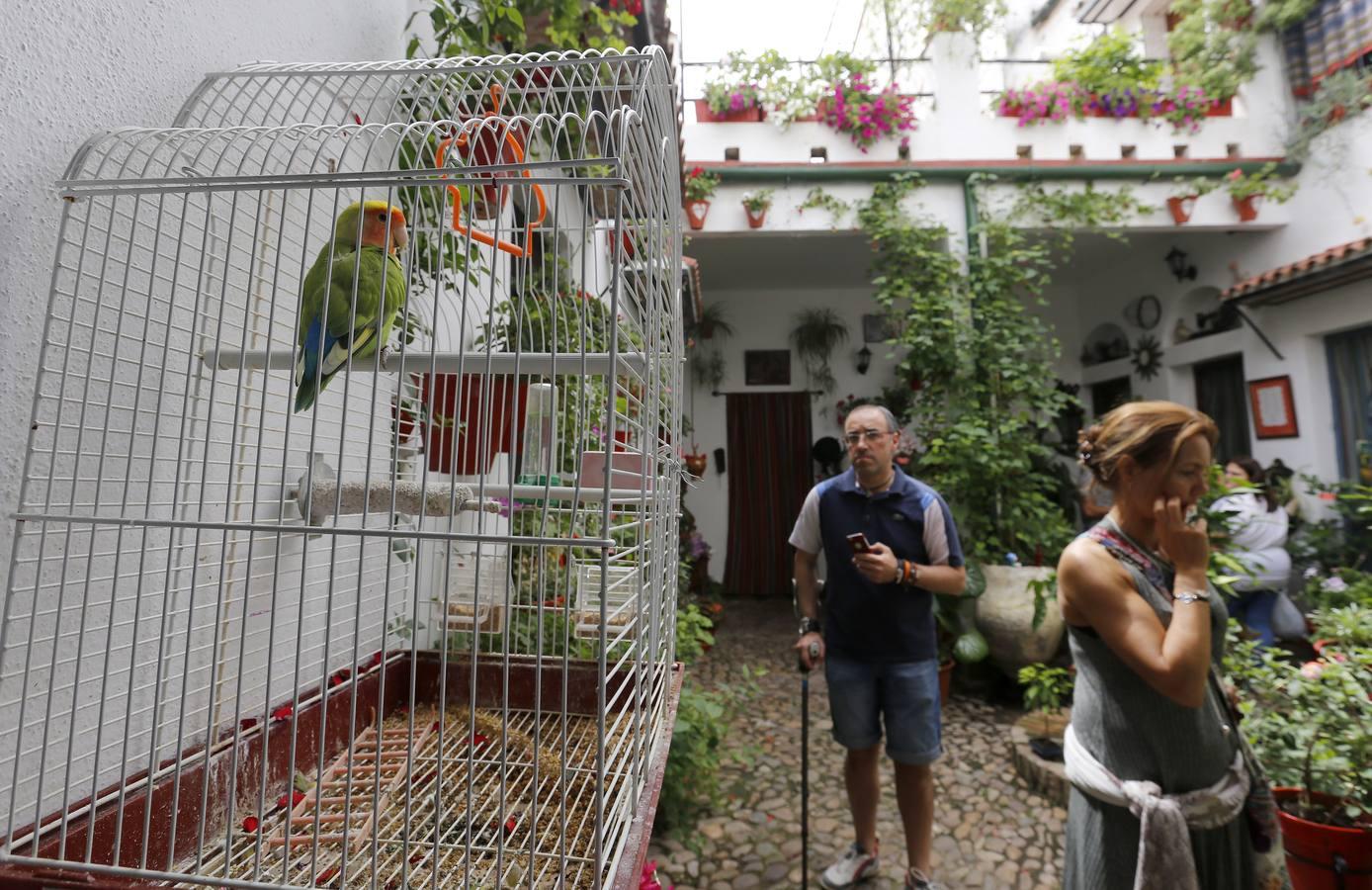 Los «Patios Singulares» de Córdoba 2017, en imágenes