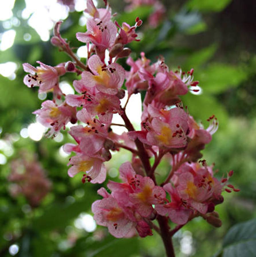 Día Internacional de la Fascinación por las Plantas. El castaño de Indias rojo tiene flores de este color y los frutos más pequeños y con menos espinas que los del castaño de Indias.