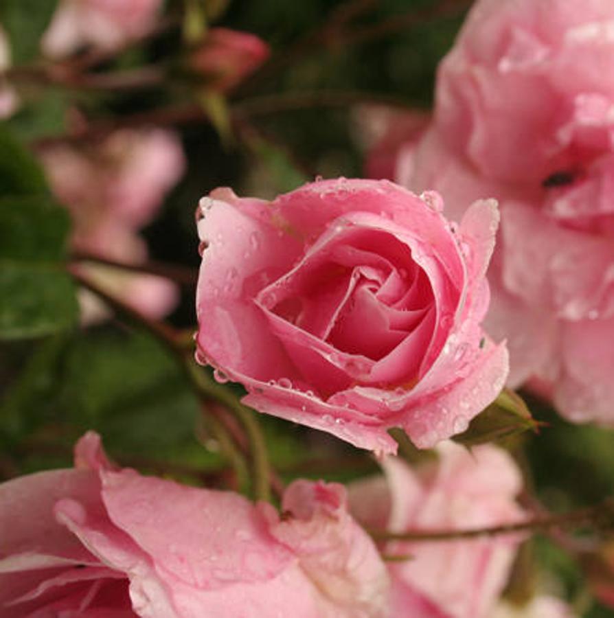 Día Internacional de la Fascinación por las Plantas. Existen más de 30.000 variedades de rosas. Se agrupan en rosales antiguos y rosales modernos. Los rosales antiguos son anteriores a 1867, año en el que apareció el primer Híbrido de Té (uno de los grupos de rosales modernos).