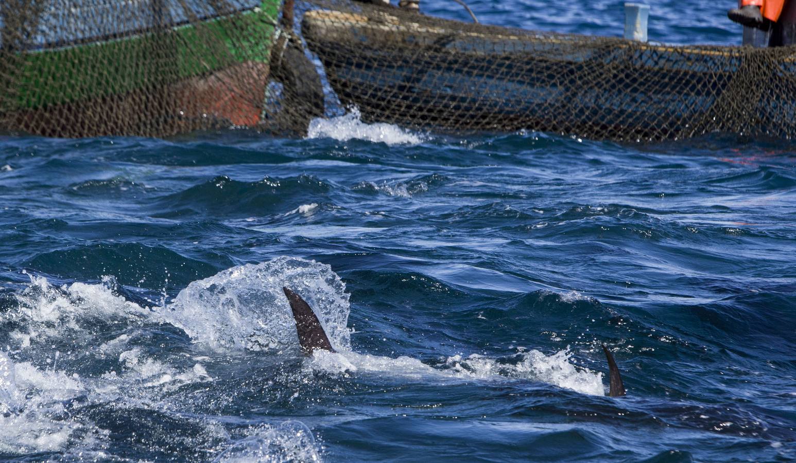 FOTOS: Espectacular levantá en la almadraba de Barbate