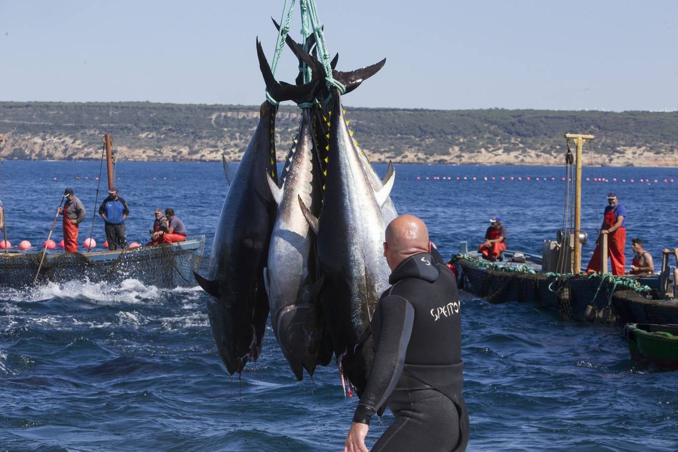 FOTOS: Espectacular levantá en la almadraba de Barbate