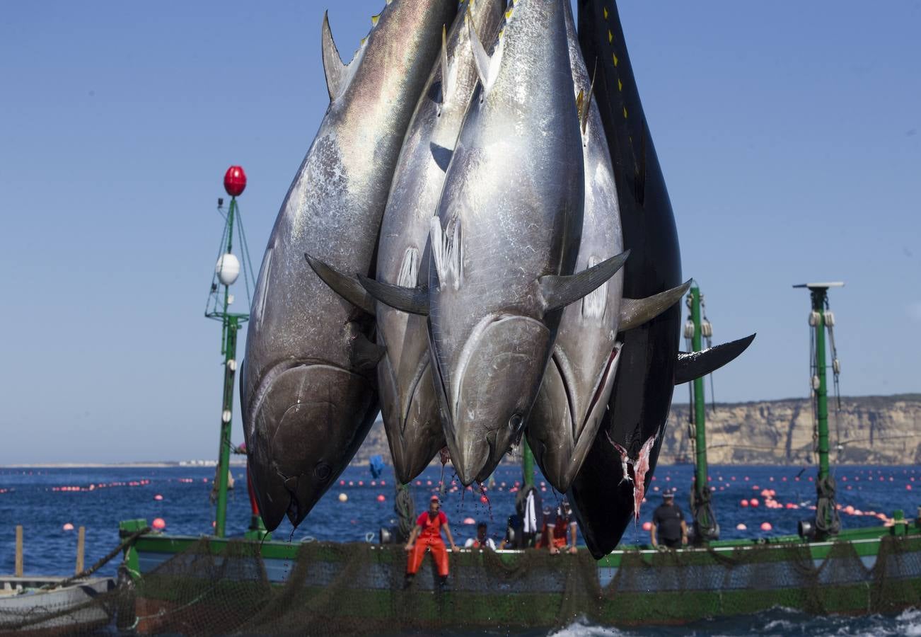 FOTOS: Espectacular levantá en la almadraba de Barbate