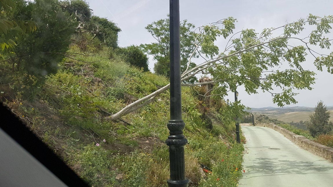 El fuerte viento provoca la caída de árboles en la janda. 