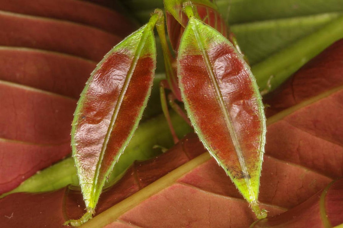 Las 10 especies más sorprendentes descubiertas en 2016. Eulophohyllum kirki. La hembra de estos saltamontes aprovecha su color y su capacidad para mimetizarse (tanto el cuerpo como las patas parecen hojas) para esconderse entre el follaje.