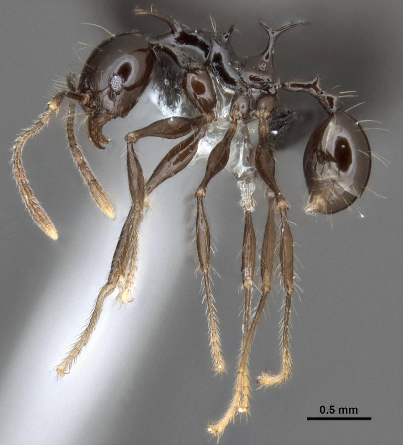 Las 10 especies más sorprendentes descubiertas en 2016. Pheidole drogon minor. Es una de las dos especies de hormigas espinosas descubiertas en PapúaNueva Guinea. Hasta ahora se pensaba que las espinas dorsales, características de este grupo de especies, eran un mecanismo de defensa, pero el estudio sugiere que algunas de éstas sirven de anclaje para los músculos encargados de sostener unas cabezas y mandíbulas, especialmente grandes en el caso de los soldados.