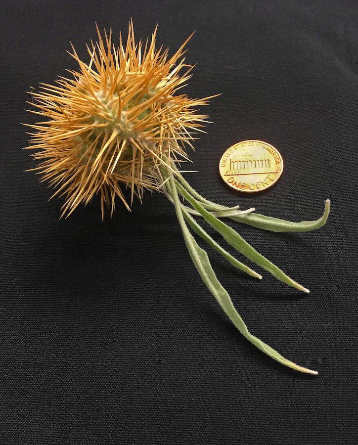 Las 10 especies más sorprendentes descubiertas en 2016. La lista se da a conocer hoy para celebrar el aniversario de Carlos Linneo, botánico sueco del siglo XVIII considerado padre de la taxonomía moderna. Las cifras varían, pero según los científicos quedan alrededor de 12 millones de especies por descubrir, cinco veces más de las que ya se conocen. En la imagen, un ejemplar de Solanum ossicruentum. Cuando maduran, los frutos de este arbusto son duros, como si fueran huesos de frutas y al cortarlos la planta parece sangrar.