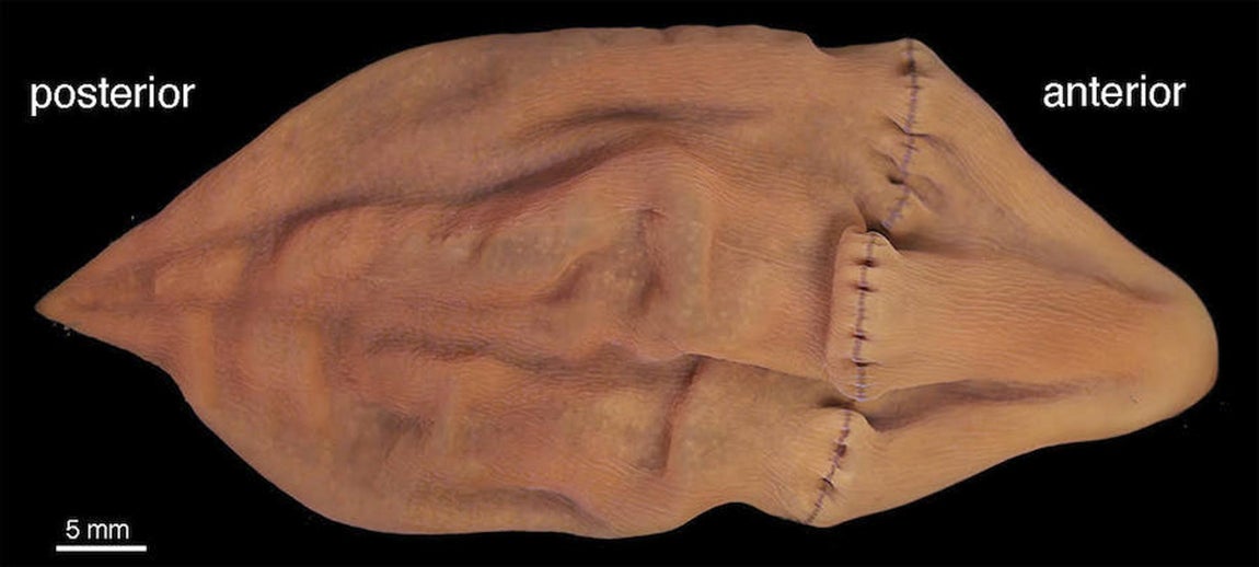 Las 10 especies más sorprendentes descubiertas en 2016. Xenoturbella churro. Descubierto a más de 1.700 metros de profundidad en el golfo de California (Estados Unidos) este gusano marino de 10 centímetros de longitud, es un representante de un grupo de gusanos primitivos de una de las ramas más tempranas en el árbol genealógico de animales bilateralmente simétricos.