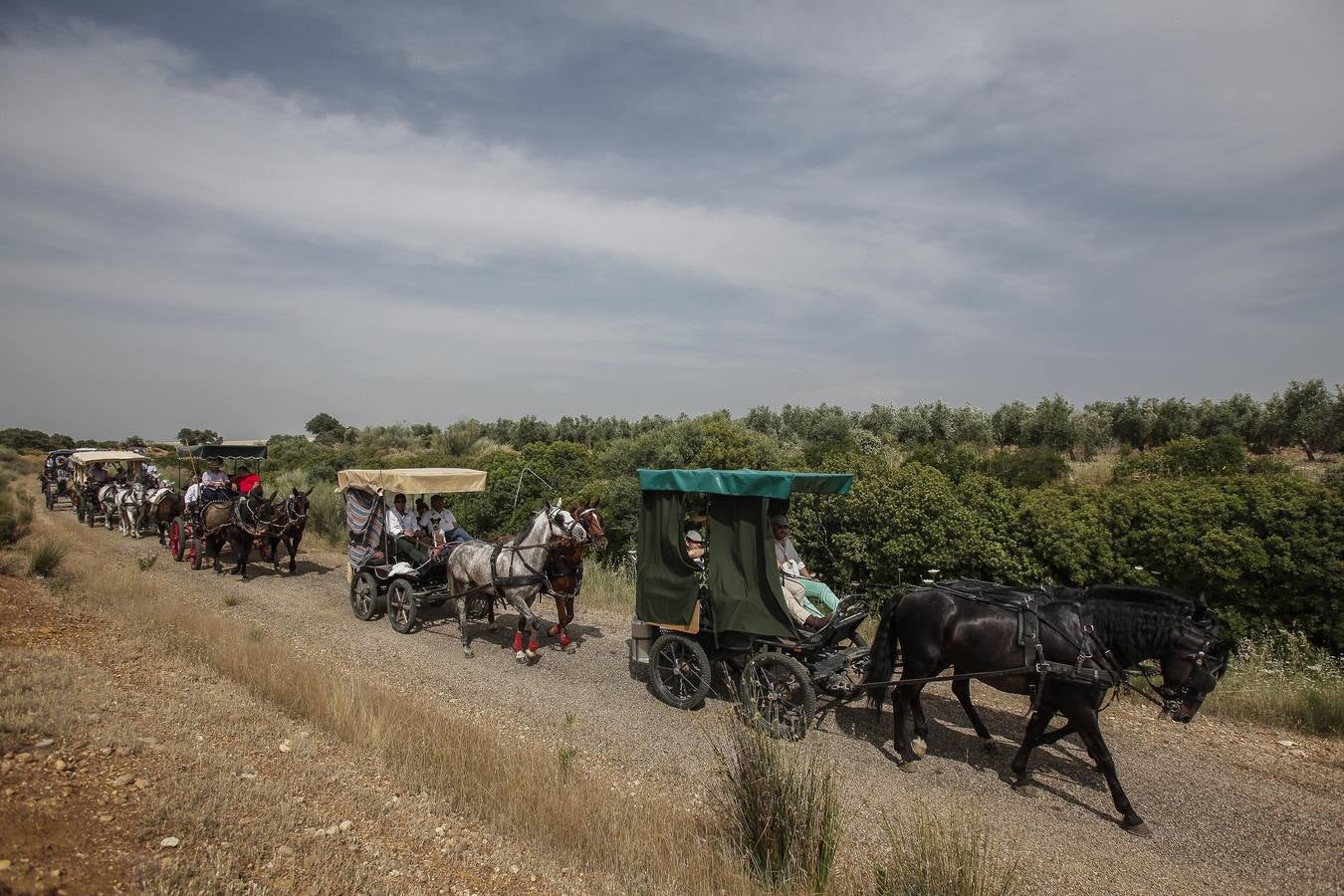 El camino al Rocío de la hermandad de Córdoba, en imágenes