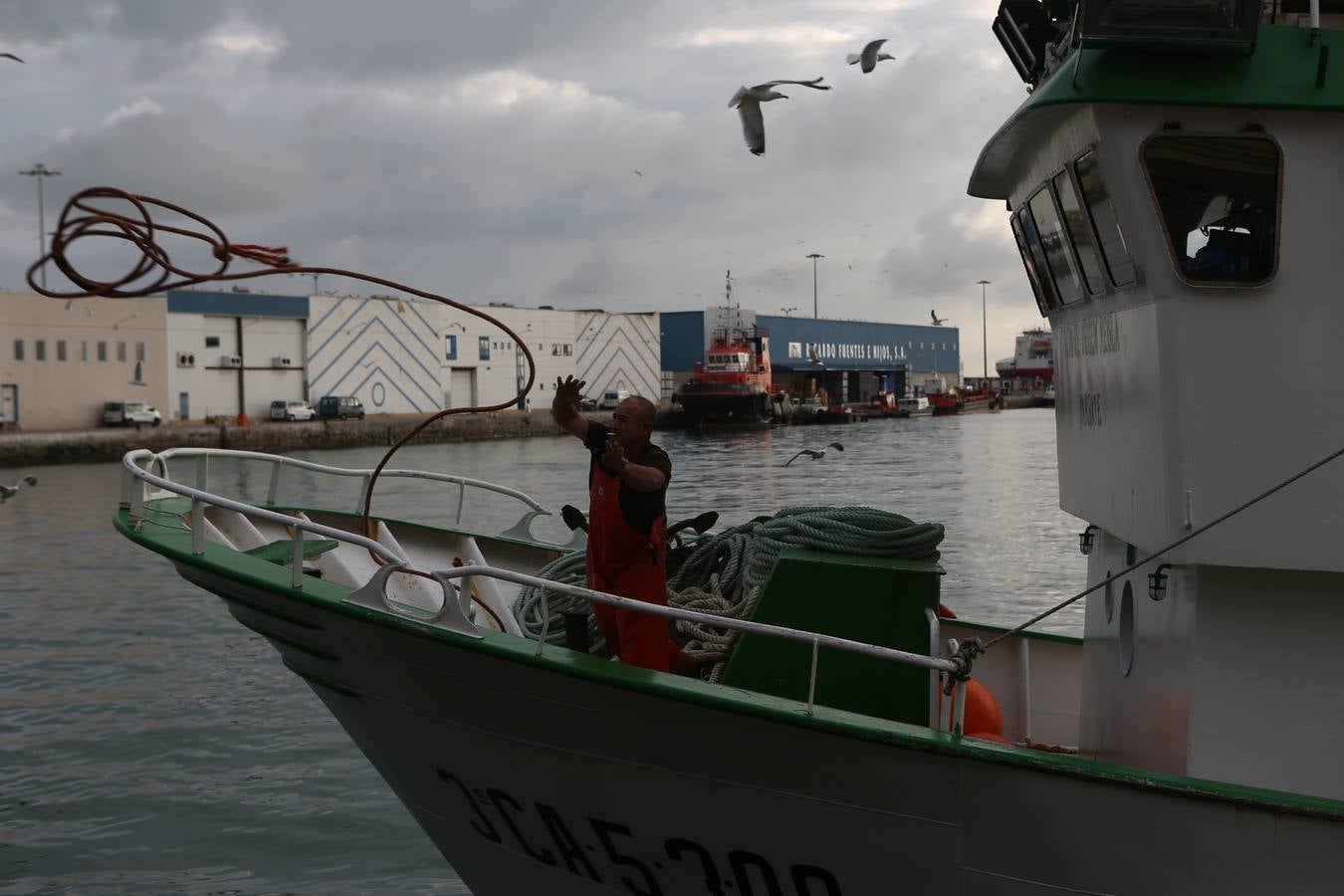 La lonja de Cádiz, en imágenes: descarga y clasificación del pescado en el muelle