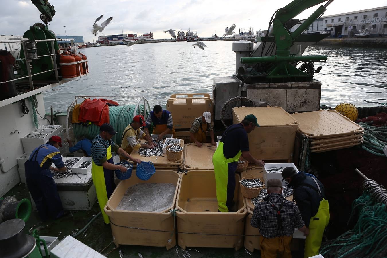 La lonja de Cádiz, en imágenes: descarga y clasificación del pescado en el muelle