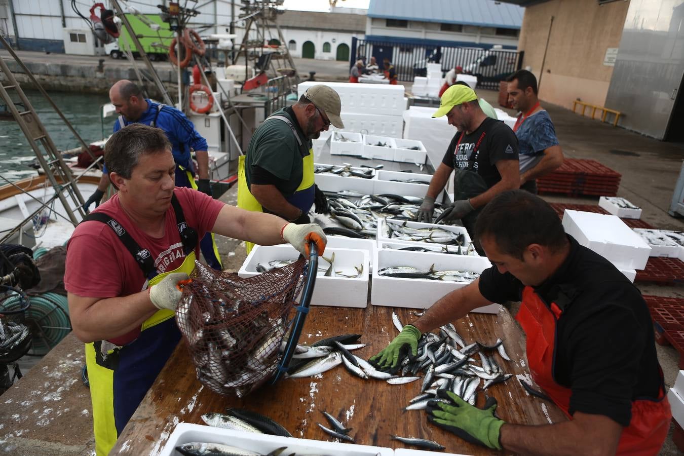 La lonja de Cádiz, en imágenes: descarga y clasificación del pescado en el muelle