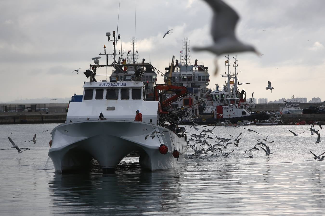 La lonja de Cádiz, en imágenes: descarga y clasificación del pescado en el muelle