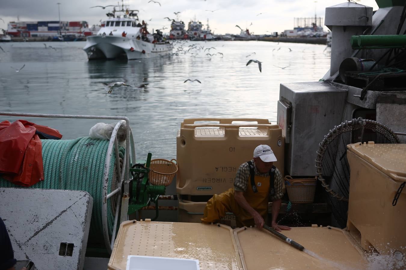 La lonja de Cádiz, en imágenes: descarga y clasificación del pescado en el muelle