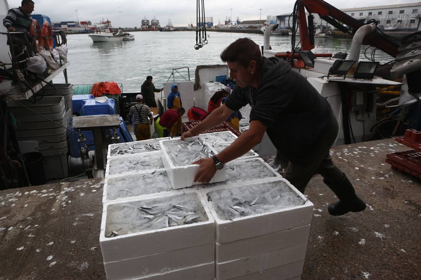 La lonja de Cádiz, en imágenes: descarga y clasificación del pescado en el muelle