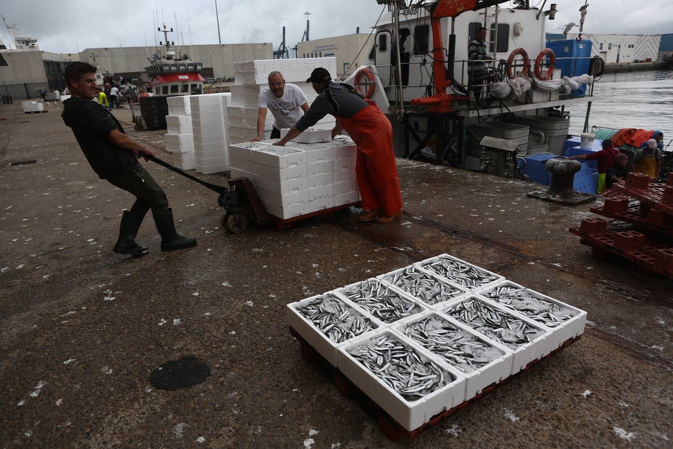 La lonja de Cádiz, en imágenes: descarga y clasificación del pescado en el muelle