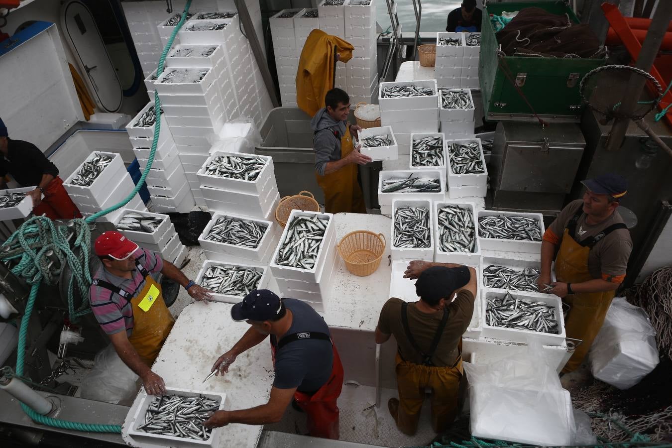 La lonja de Cádiz, en imágenes: descarga y clasificación del pescado en el muelle