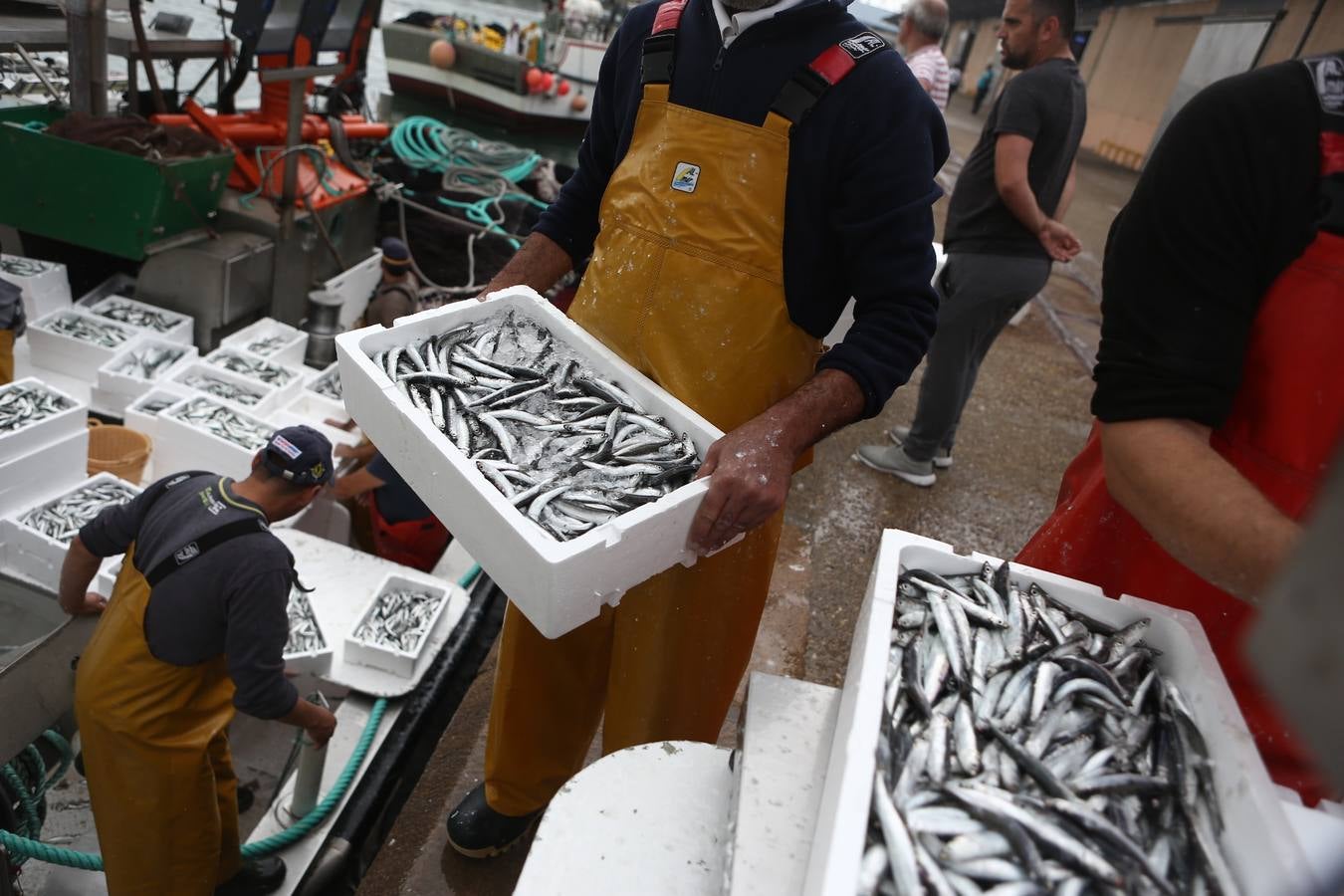 La lonja de Cádiz, en imágenes: descarga y clasificación del pescado en el muelle