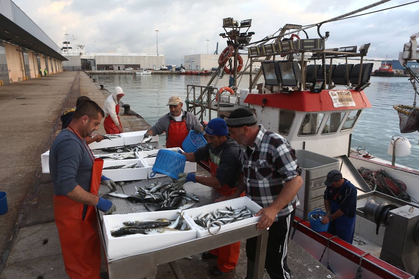 La lonja de Cádiz, en imágenes: descarga y clasificación del pescado en el muelle