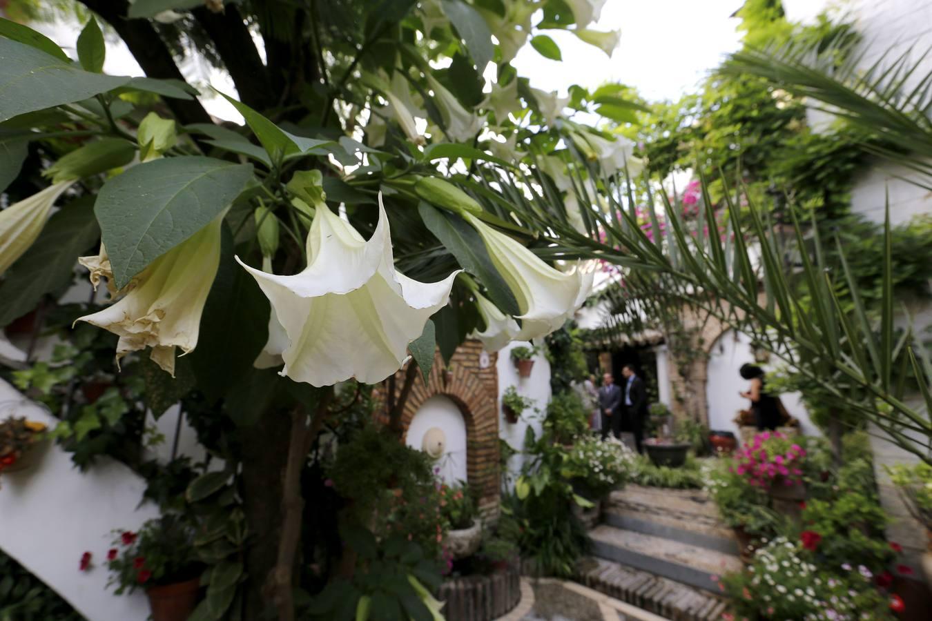 Así es el patio que ha ganado el Concurso Popular de ABC Córdoba