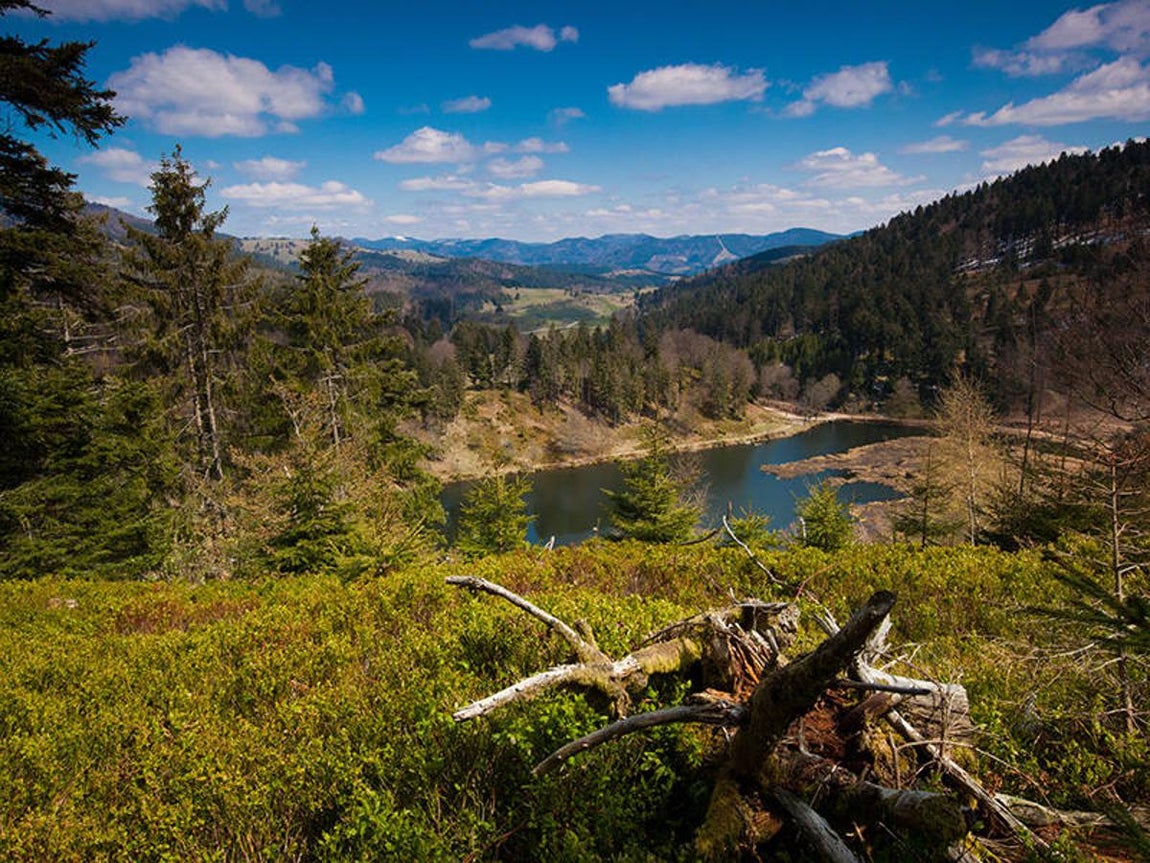 La Selva Negra (Alemania). Situada al sur del país, esta reserva de biosfera posee cadenas montañosas de escasaaltura, bosques a los que se han aplicado técnicas de silvicultura, llanuras bajas,praderas de montaña y turberas. La superficie total del sitio se cifra en 63.325 hectáreas,de las cuales un 70% son boscosas. En la región viven 38.000 personas que han sabidoconservar sus tradiciones culturales y mantener actividades artesanales importantes. Elfomento del turismo sostenible en la zona es muy considerable.