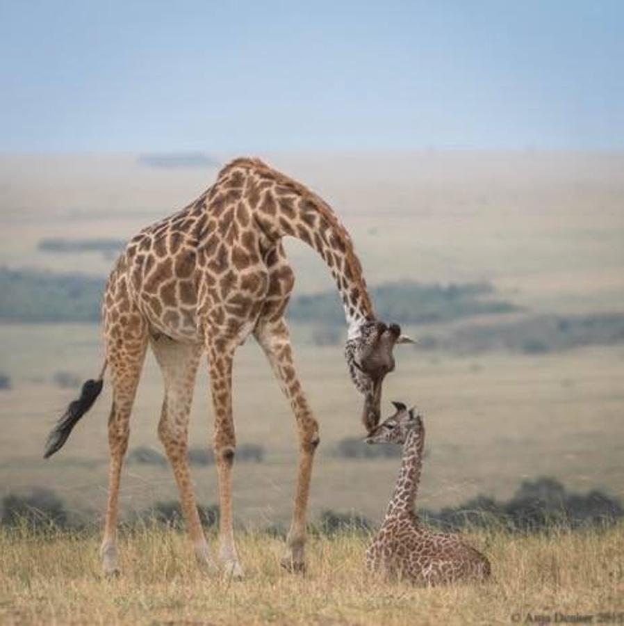 Día Mundial de la Jirafa. La subespecie jirafa Masai (Giraffa tippelskirchi) se localiza en Kenia y Tanzania y ha descendido notablemente su población en las tres últimas décadas. La fragmentación de su hábitat por la construcción de carreteras y otras actividades humanas como la agricultura intensiva en su territorio son las principales amenazas a las que se enfrenta la especie, explican desde el Zoo Aquarium de Madrid.