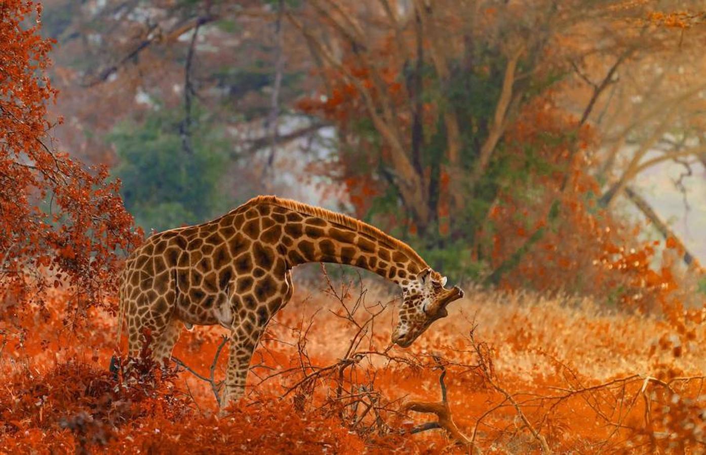 Día Mundial de la Jirafa. La jirafa ha sido clasificada recientemente como vulnerable en la lista roja de especies amenazadas de la Unión Internacional para la Conservación de la Naturaleza. En los últimos 30 años, las poblaciones han descendido un 40% en África. La Fudación para la Conservación de la Jirafa estima que en todo el continente quedan unos 100.000 ejemplares. De la jirafa Masai, una de las especies más numerosas, tan sólo quedan 32.000.