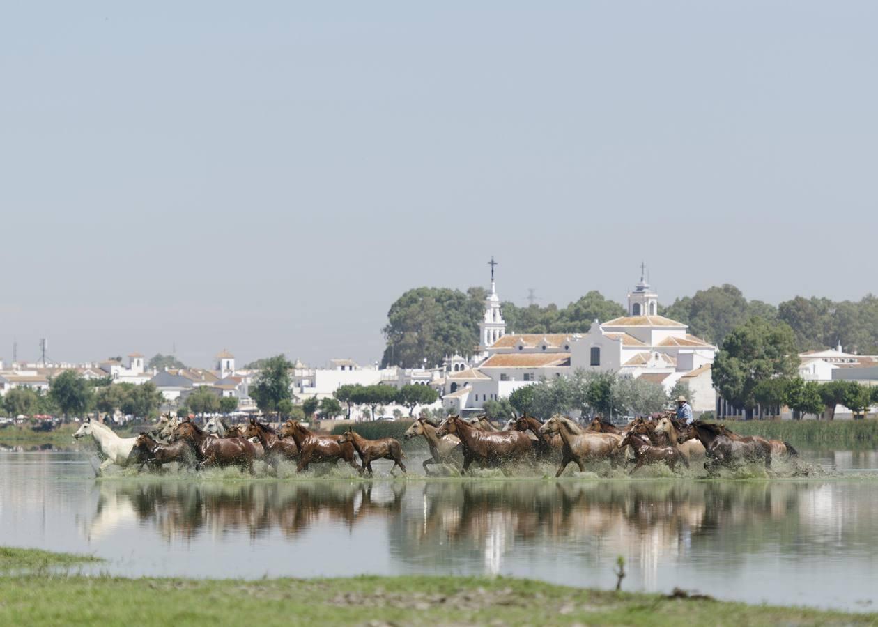 Así ha sido la Saca de las Yeguas durante los tres últimos años