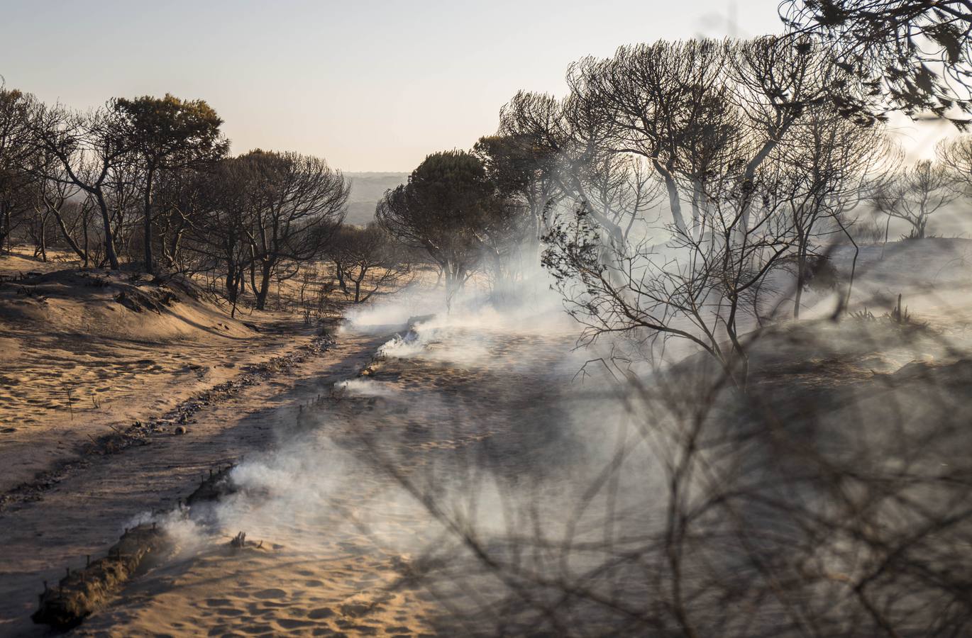 Los estragos del incendio en Doñana, en imágenes