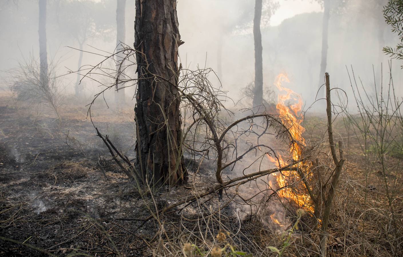 Los estragos del incendio en Doñana, en imágenes