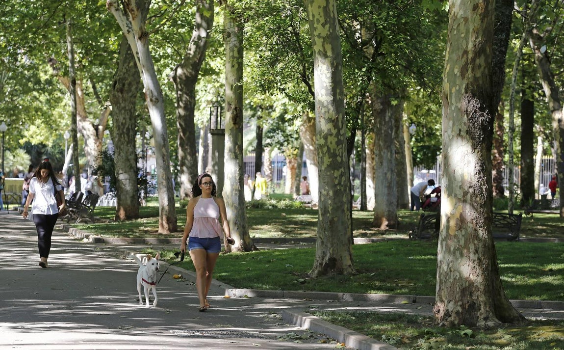 Recorrido visual por los árboles de Córdoba