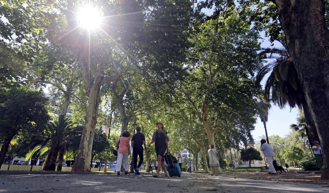 Recorrido visual por los árboles de Córdoba