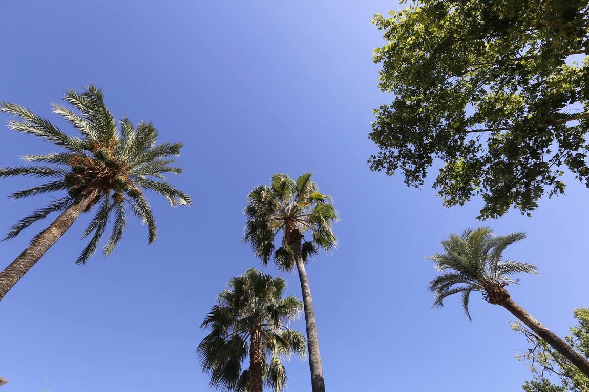 Recorrido visual por los árboles de Córdoba