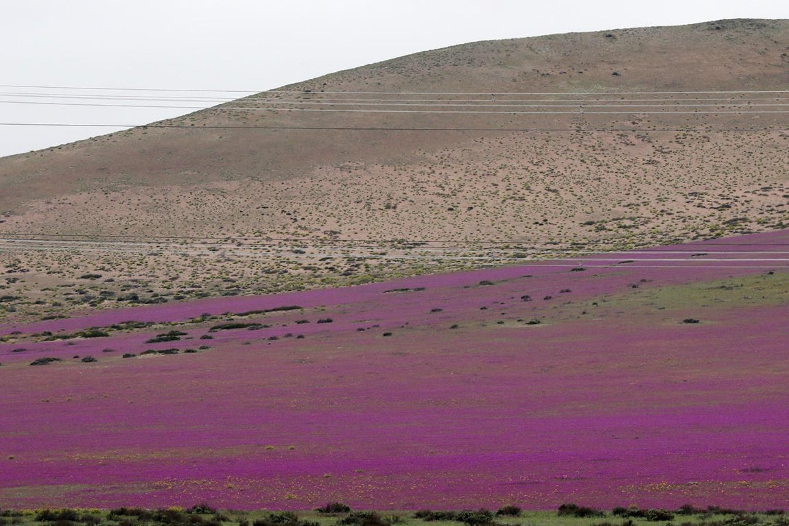 El fenómeno del «desierto florido» suele ocurrir cada cinco o siete años por las escasas lluvias.. 