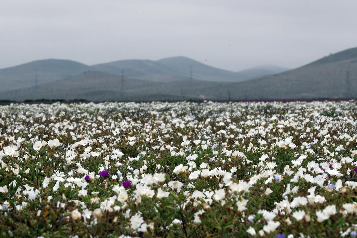 Gracias a las intensas y sorpresivas precipitaciones. 