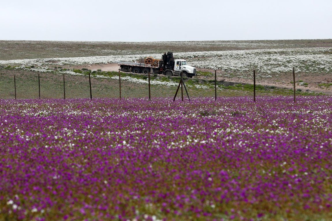 «El fenómeno» atrae a miles de personas de todas las partes del mundo. 
