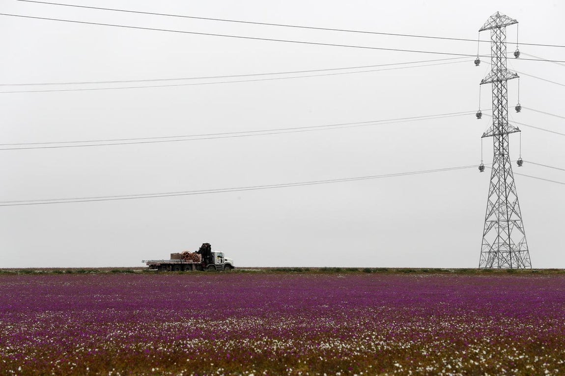 Pues se pueden observar más de 200 especies de plantas en la zona. 