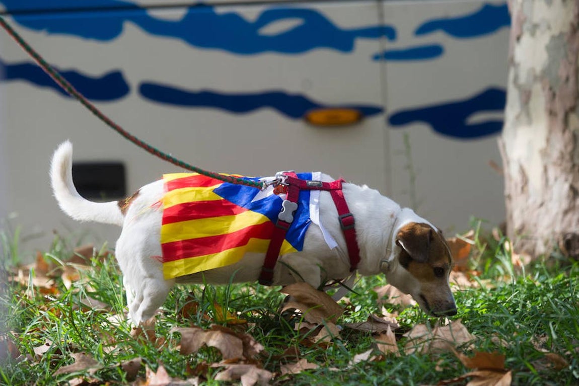 Las mascotas también acompañaron a los asistentes. 