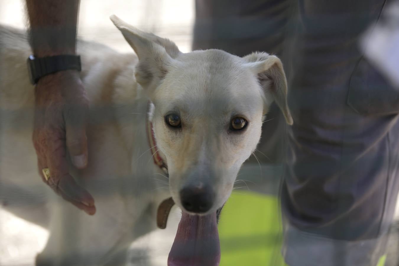 Los animales abandonados en Sevilla que buscan ser adoptados