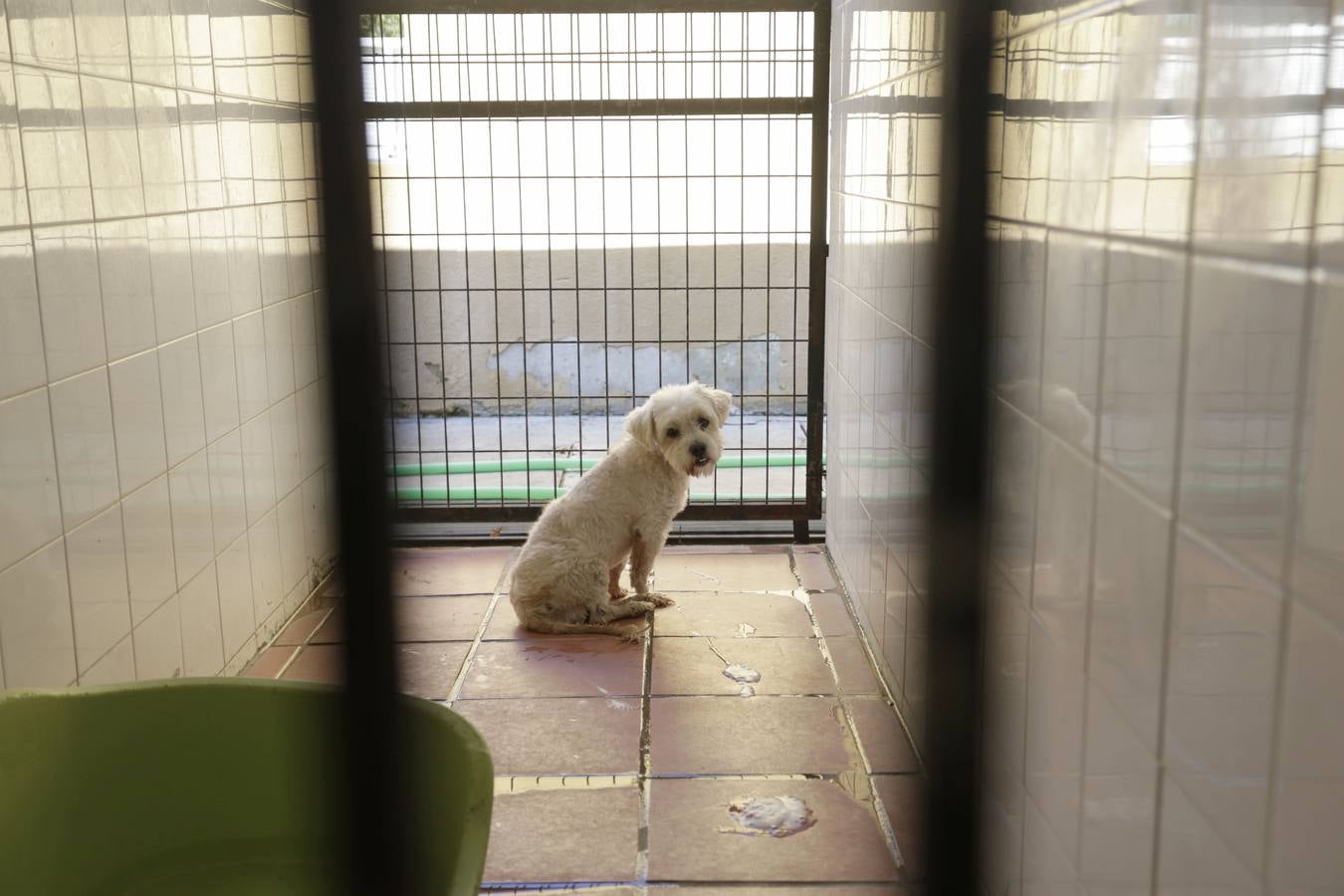 Los animales abandonados en Sevilla que buscan ser adoptados