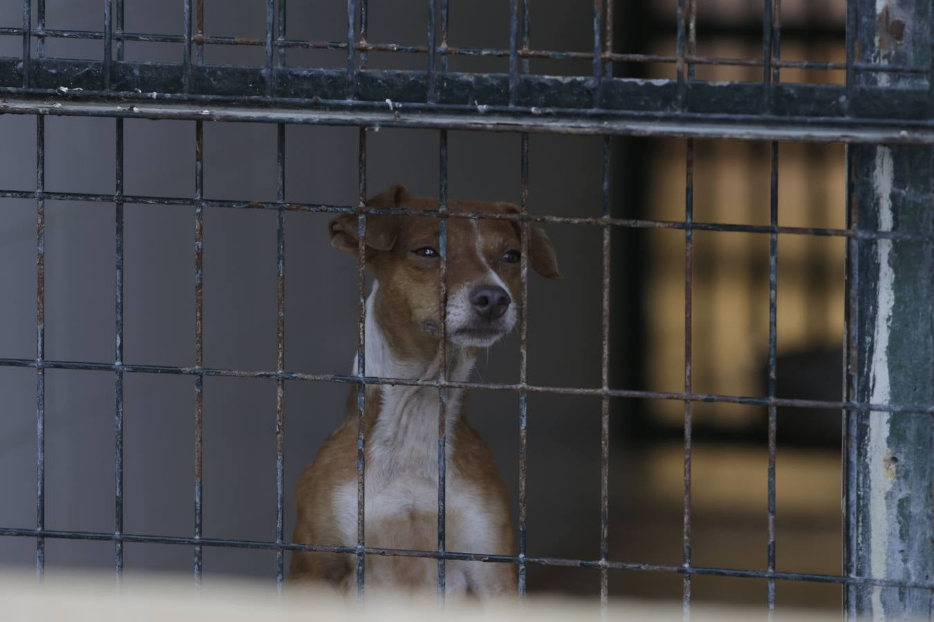 Los animales abandonados en Sevilla que buscan ser adoptados