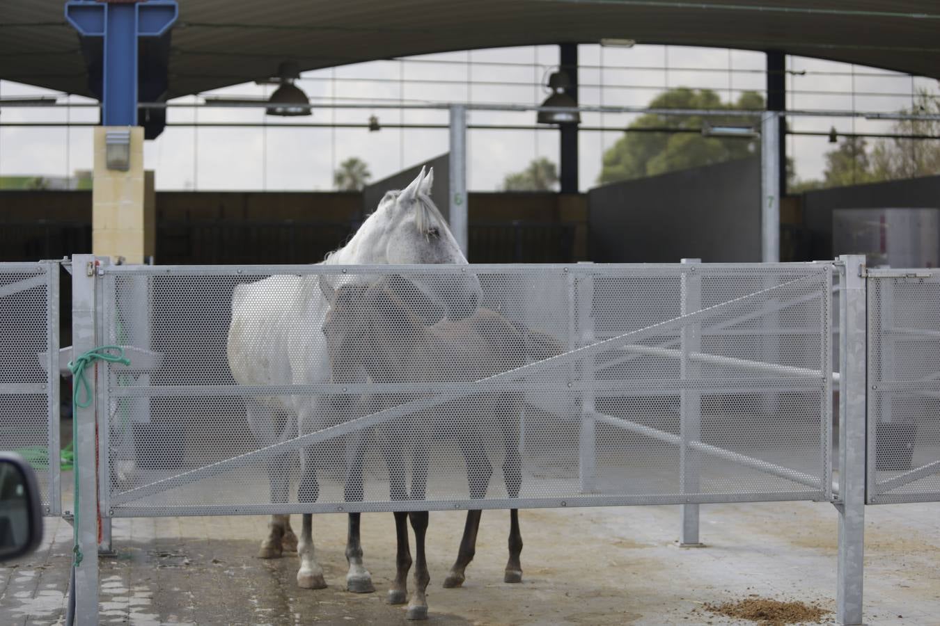 Los animales abandonados en Sevilla que buscan ser adoptados