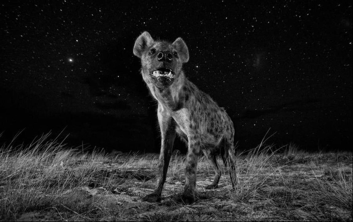 Las mejores fotografías del Mundo Natural de 2017. Se ha alzado con el primer premio del concurso de fotografía Sony World en la categoría de Mundo Natural por su serie de Vida Silvestre en África por la noche